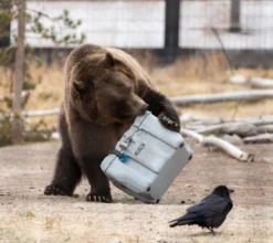 Lifetime Kühlbox 26,5 Liter Volumen 22 Lifetime Kühlbox 26,5 Liter Volumen -Haushalts Verkauf 68fca415da8308f13e0b69044a19e710