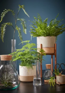 Mica Decorations Emily Vorratsglas - H32 X Ø29,5 Cm - Transparent 19 Mica Decorations Emily Vorratsglas - H32 X Ø29,5 Cm - Transparent -Haushalts Verkauf d1e61cec016addc0e636ca98a97fb292